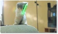 Combat de chats au sabre laser