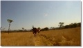 Un cycliste se prend une antilope !