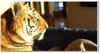 Il dort avec un tigre !