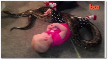 Un bébé joue avec un python