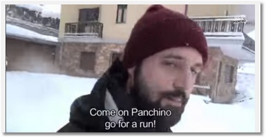 Pourquoi les chihuahuas ne peuvent pas courir dans la neige ?