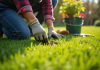 Jardinier en action enlevant des mauvaises herbes dans le jardin